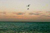 Bimini - Sunset-Birds.gif (132464 bytes)